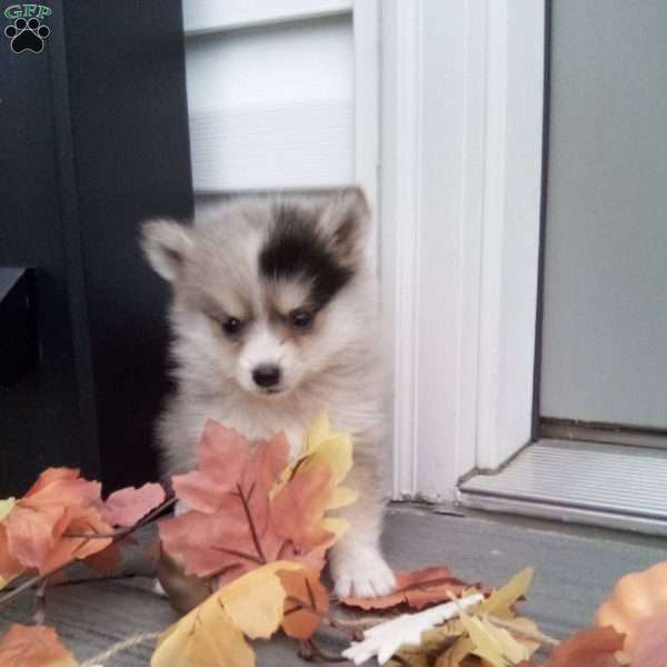 Connie, Pomsky Puppy