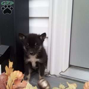 Casey, Pomsky Puppy