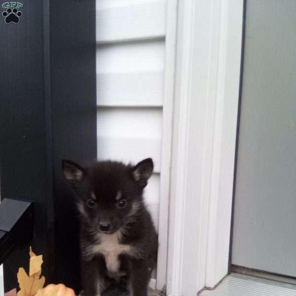 Casey, Pomsky Puppy