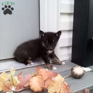 Casey, Pomsky Puppy