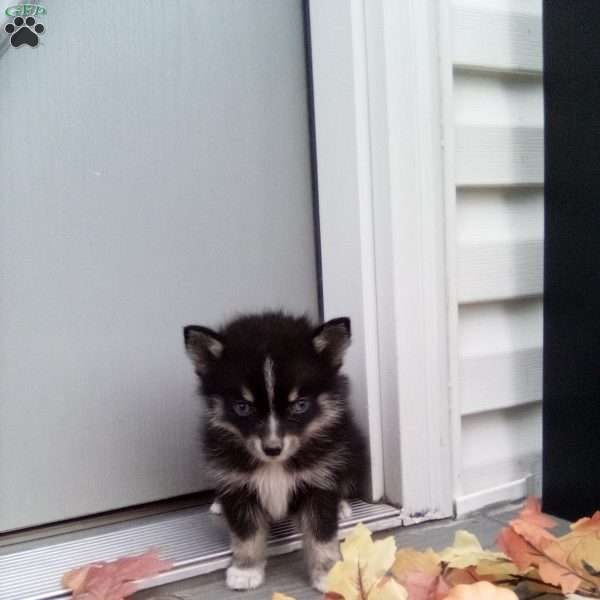 Cathy, Pomsky Puppy