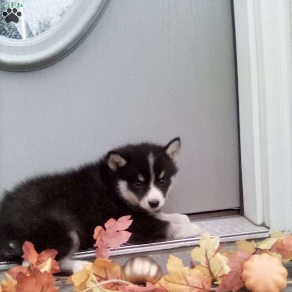 Colby, Pomsky Puppy