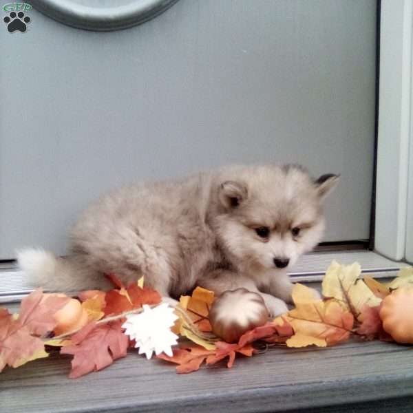 Charles, Pomsky Puppy