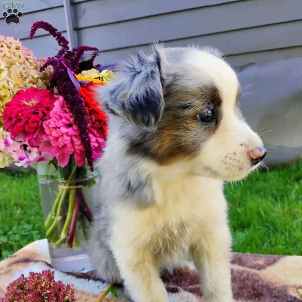 Lilly, Miniature Australian Shepherd Mix Puppy