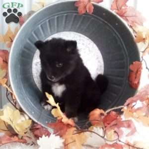 Lily, Pomsky Puppy