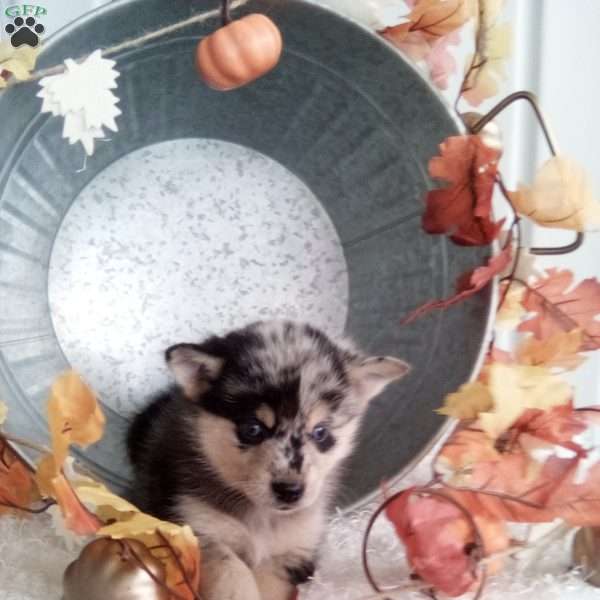 Lady, Pomsky Puppy