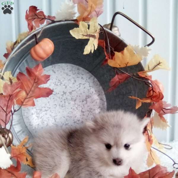 Lucy, Pomsky Puppy