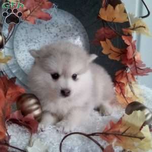 Lucy, Pomsky Puppy