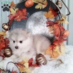 Lucy, Pomsky Puppy