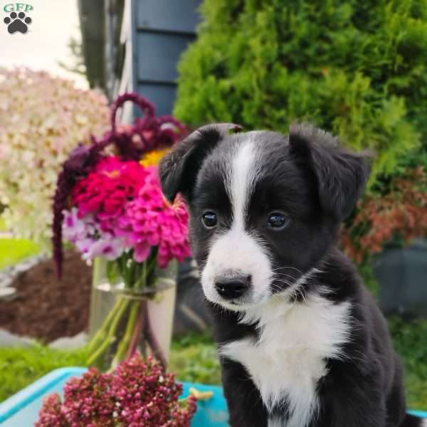 Layla, Miniature Australian Shepherd Mix Puppy