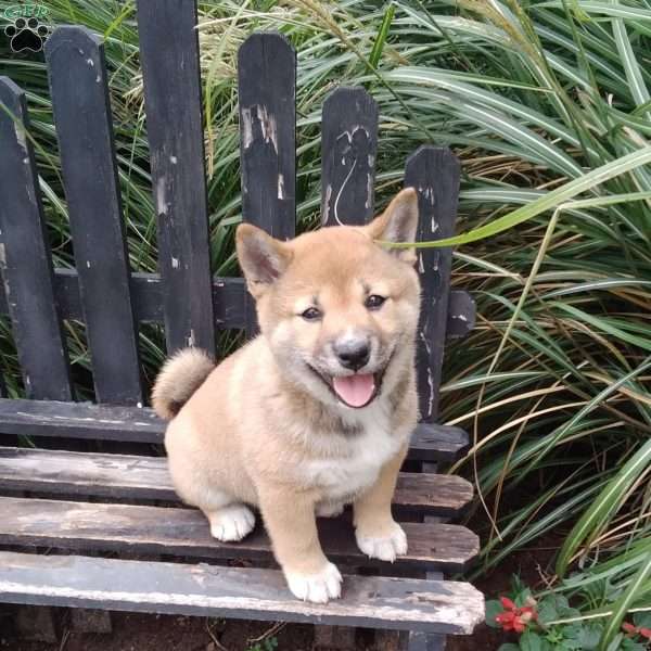 Summer, Shiba Inu Puppy