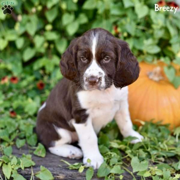 Breezy, English Springer Spaniel Puppy