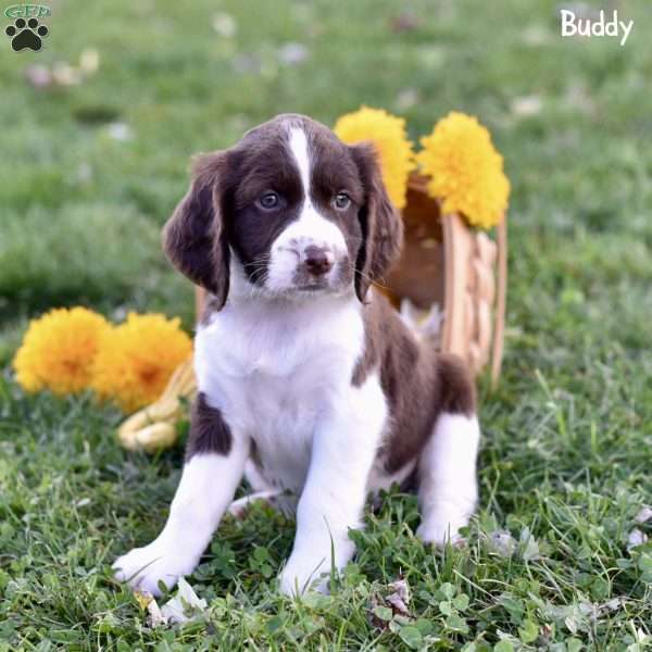 Buddy, English Springer Spaniel Puppy