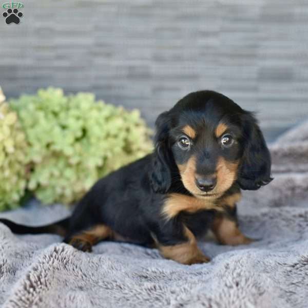 Carson (mini), Dachshund Puppy