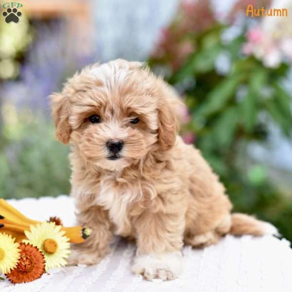 Autumn, Maltipoo Puppy