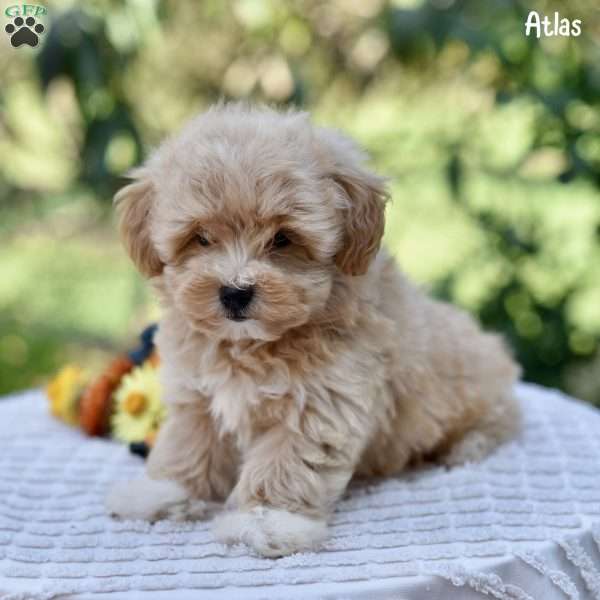 Atlas, Maltipoo Puppy