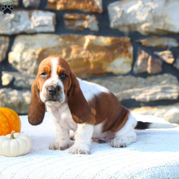 Barney, Basset Hound Puppy