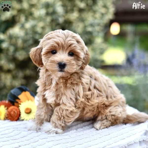 Alfie, Maltipoo Puppy