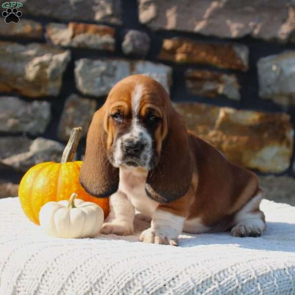 Biscuit, Basset Hound Puppy