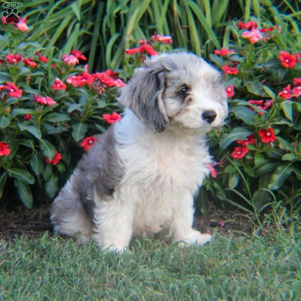 Minty, Cavapoo Puppy