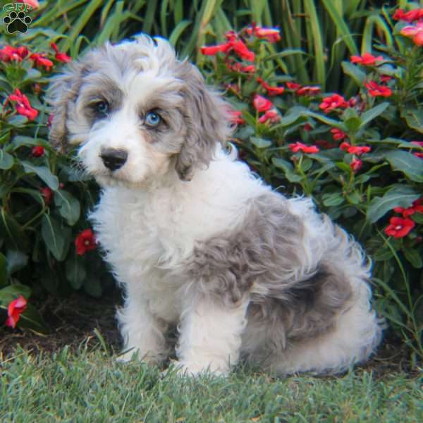 Mickey, Cavapoo Puppy