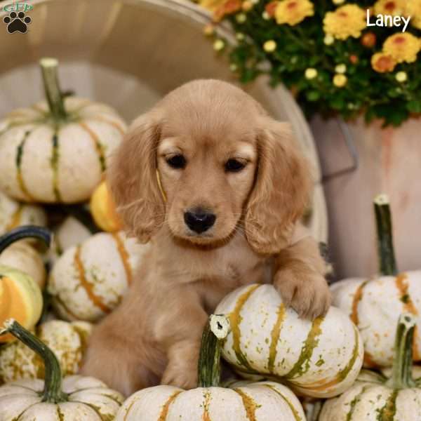 Laney, Dachshund Puppy