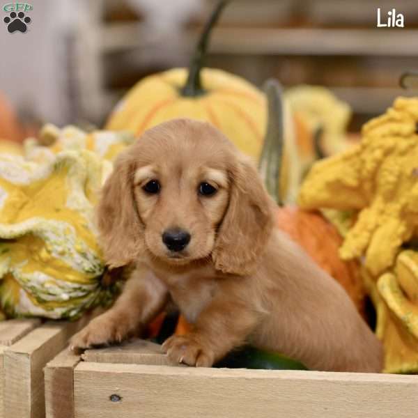 Lila, Dachshund Puppy