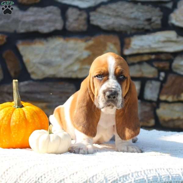 Bingo, Basset Hound Puppy