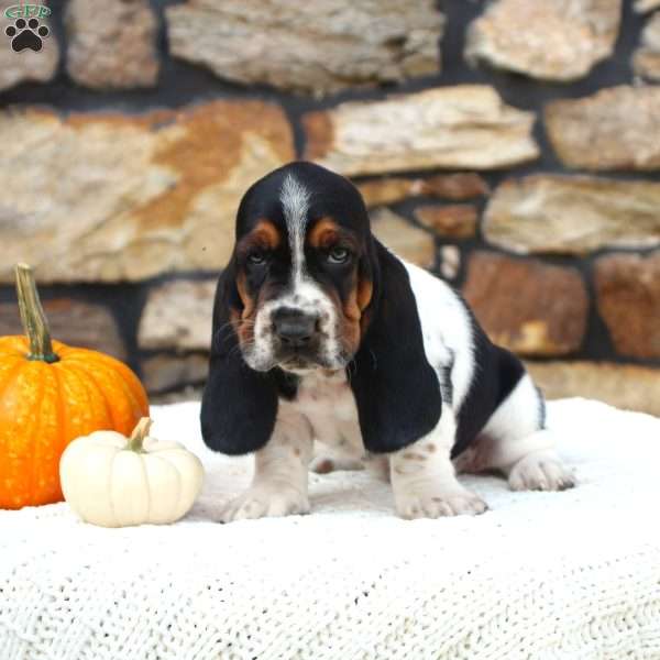 Mudge, Basset Hound Puppy