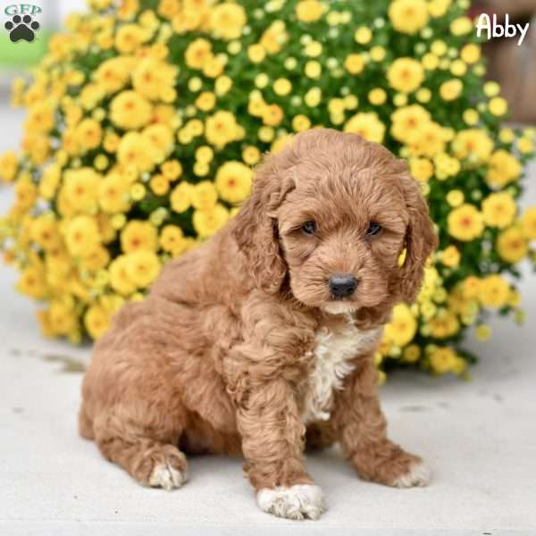 Abby, Cockapoo Puppy