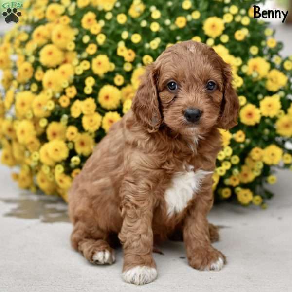 Benny, Cockapoo Puppy