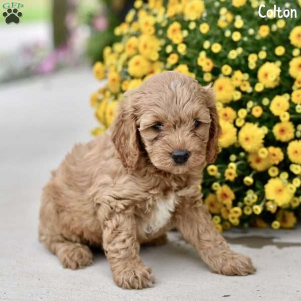 Colton, Cockapoo Puppy