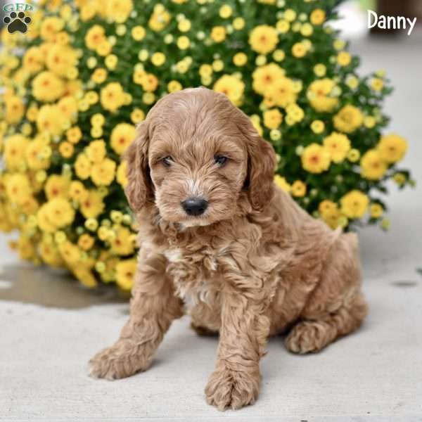 Danny, Cockapoo Puppy