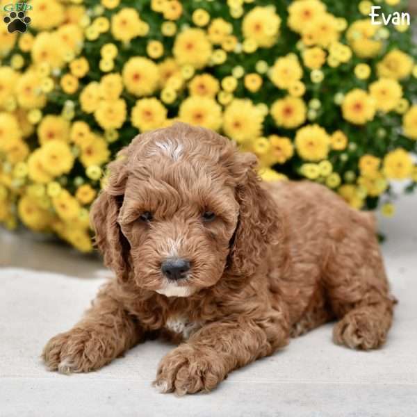 Evan, Cockapoo Puppy