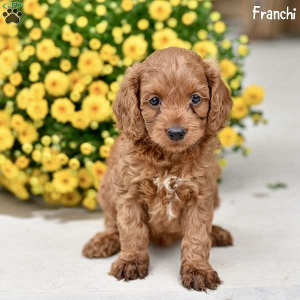 Franchi, Cockapoo Puppy