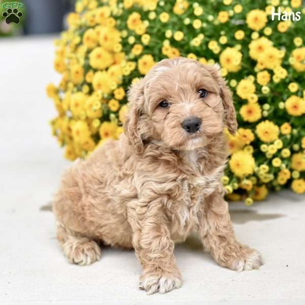 Hans, Cockapoo Puppy