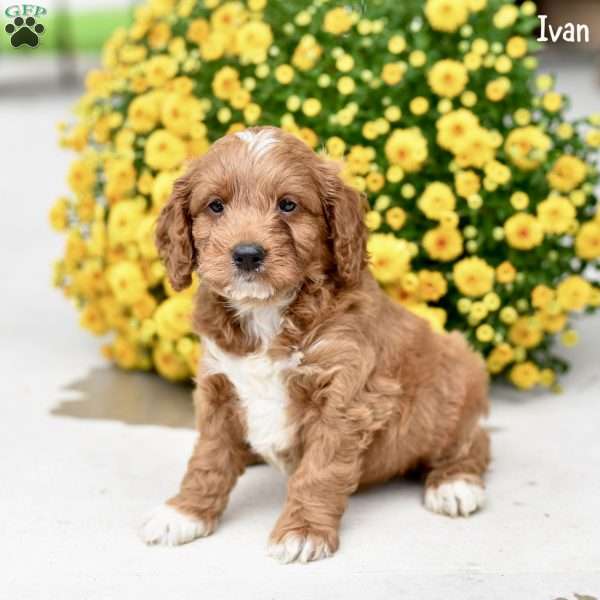 Ivan, Cockapoo Puppy