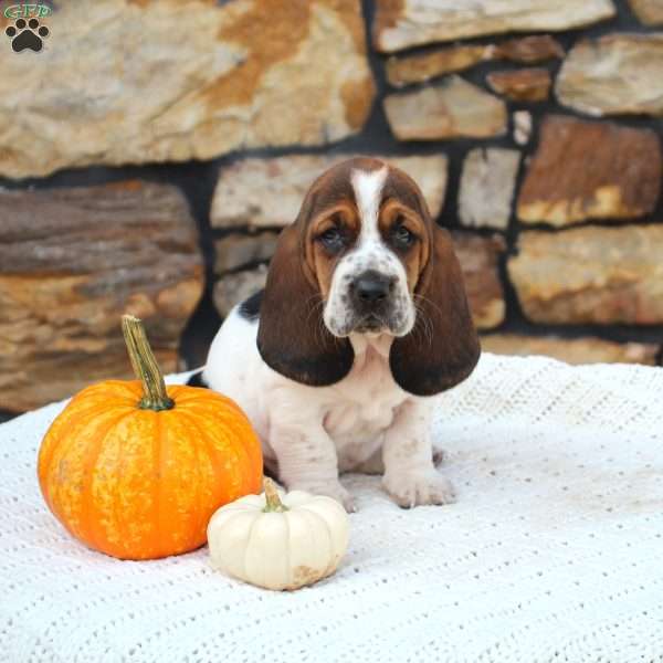 Bailey, Basset Hound Puppy