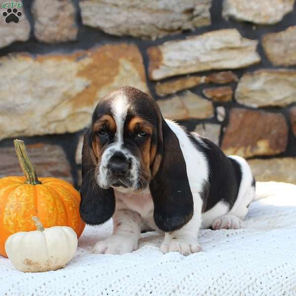 Brinley, Basset Hound Puppy