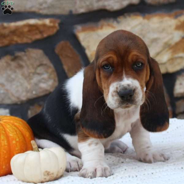 Molly, Basset Hound Puppy