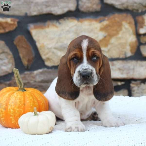 Bridget, Basset Hound Puppy