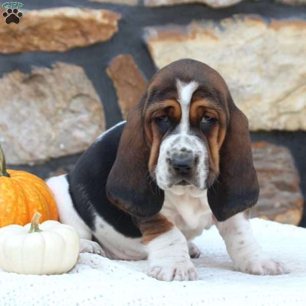 Macy, Basset Hound Puppy