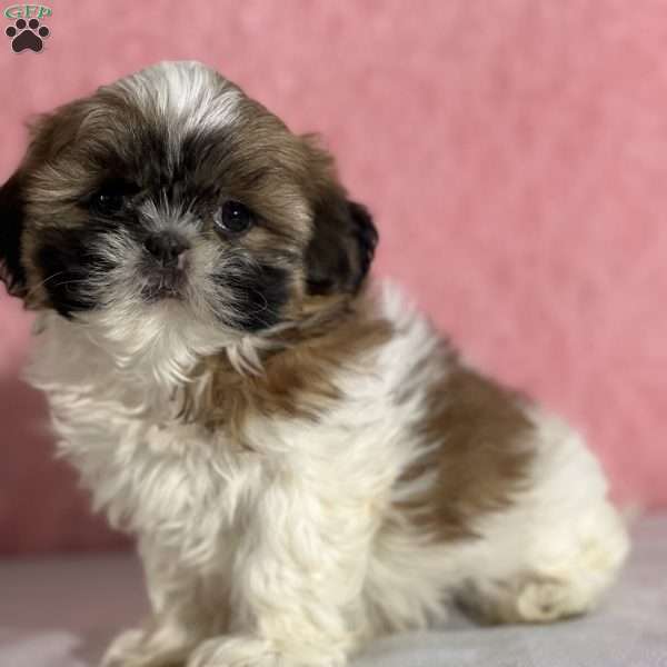 Rosie, Shih Tzu Puppy