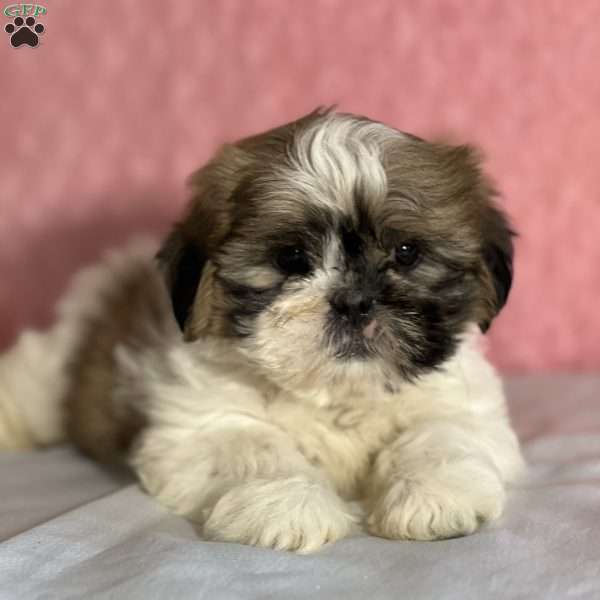 Rain, Shih Tzu Puppy