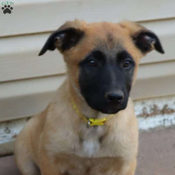 Yellow, German Shepherd Mix Puppy