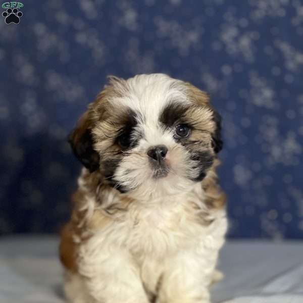 Riley, Shih Tzu Puppy