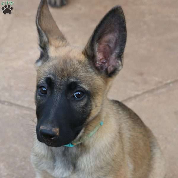 Turquoise, German Shepherd Mix Puppy