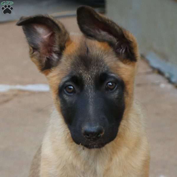 Pink, German Shepherd Mix Puppy