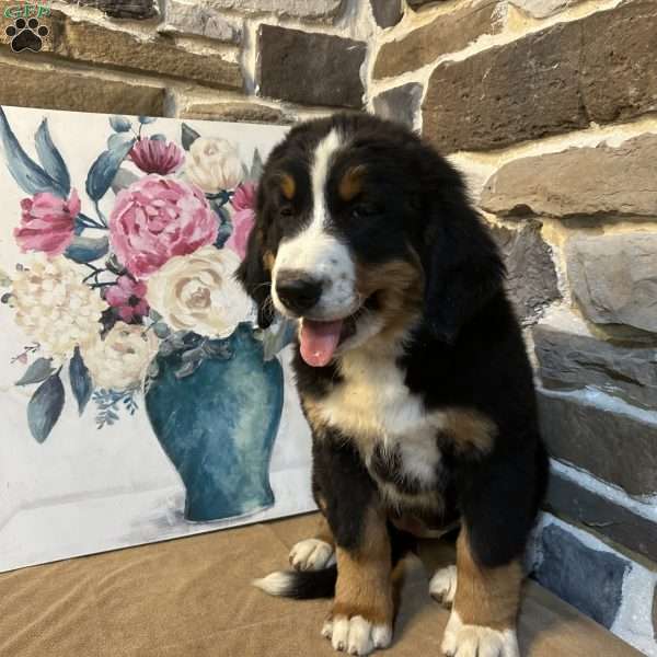 Lucky, Bernese Mountain Dog Puppy