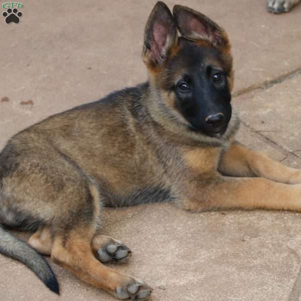 Blue, German Shepherd Mix Puppy